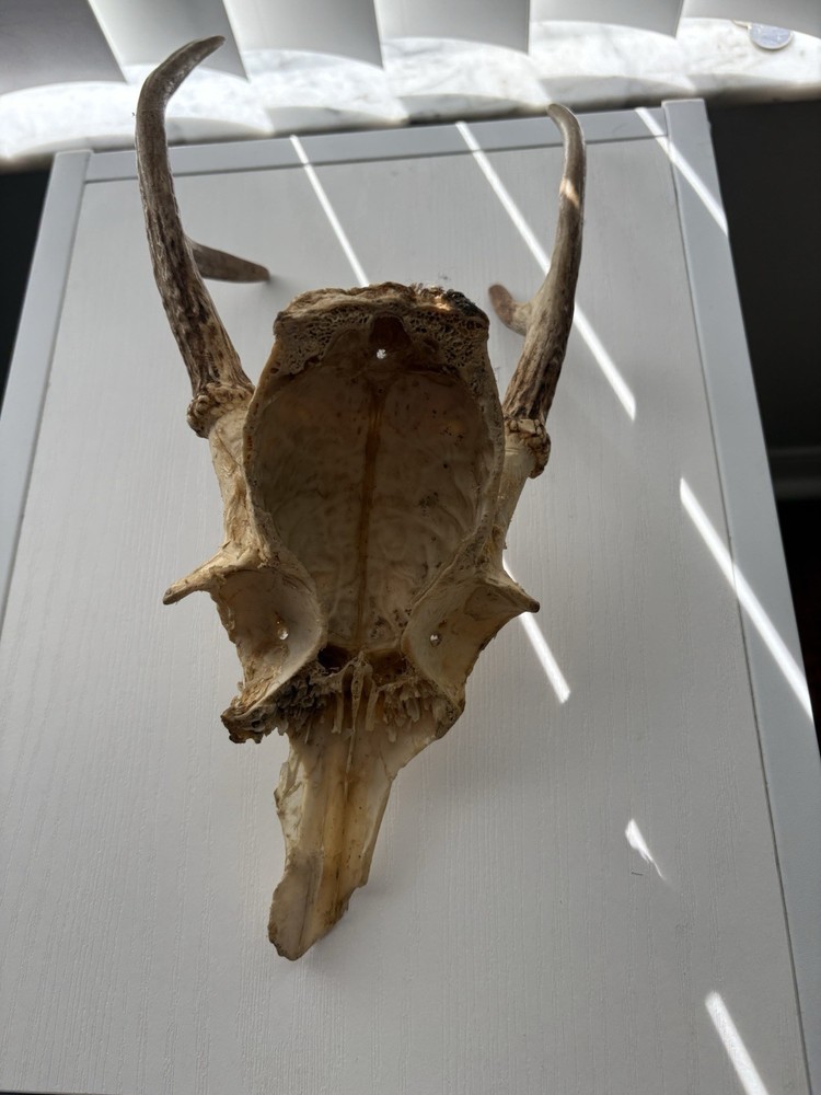 Deer Skull