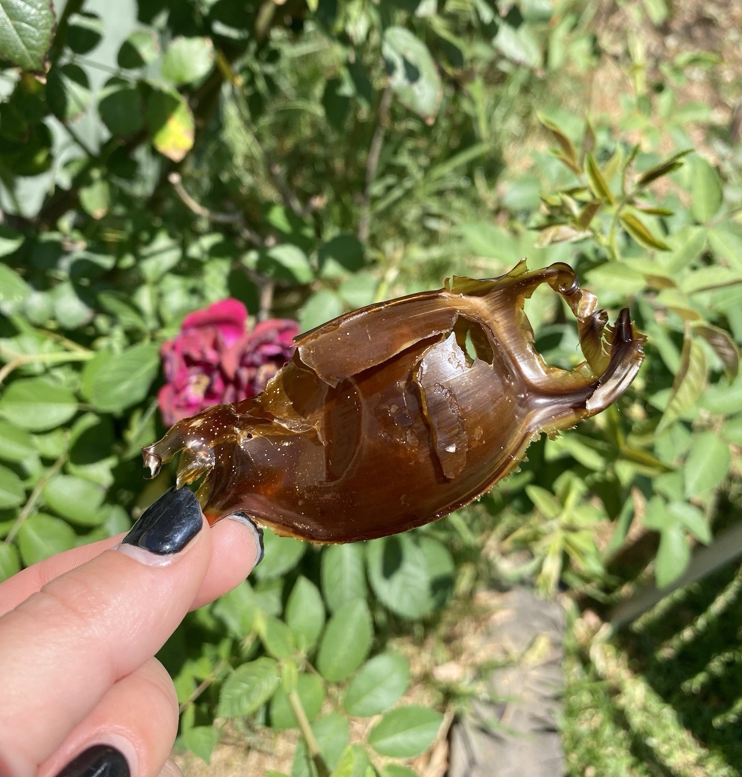 Mermaid Purse Shark Egg Case x5, Skate Shark Egg Case VIC (Lot 3)