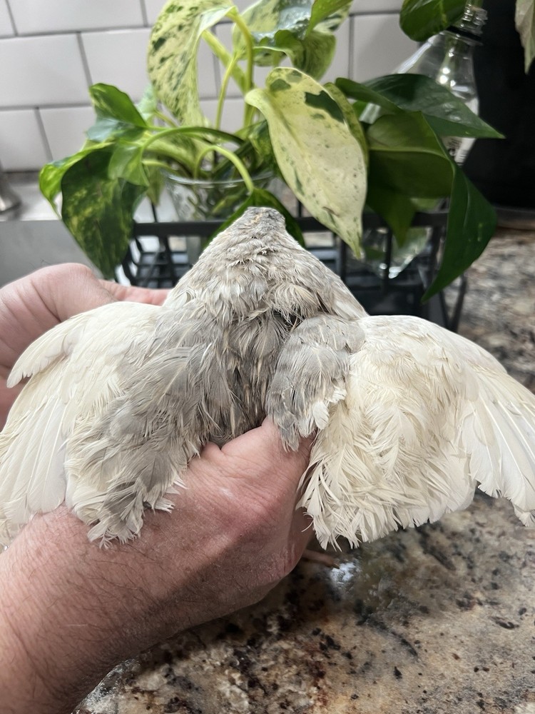 42 + 6 Extra Hatching Coturnix Jumbo Quail