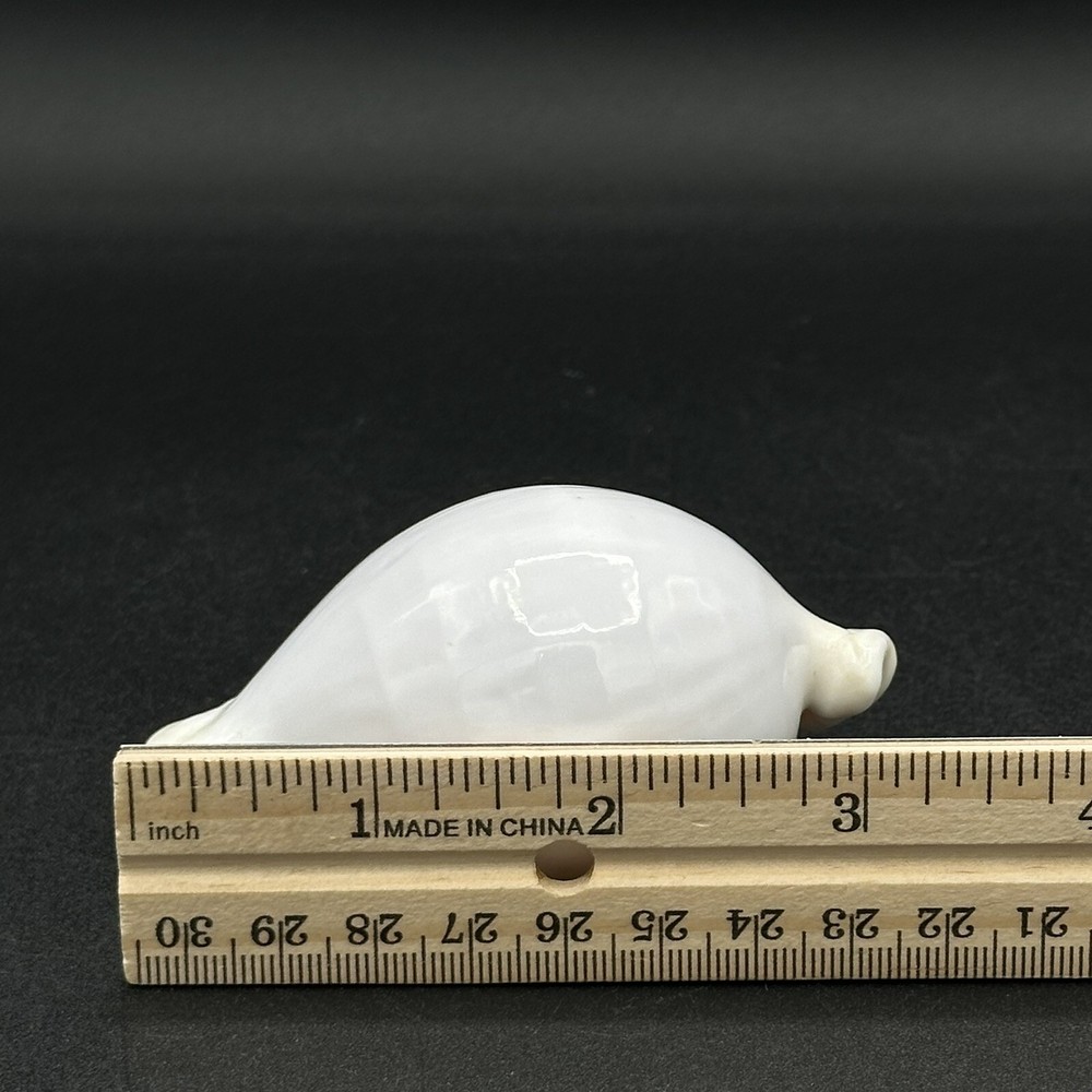Pretty White Seashell 3 Inches Burnt Orange Inside