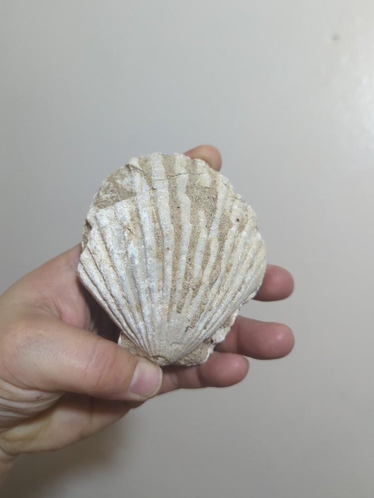 rare clam fossil