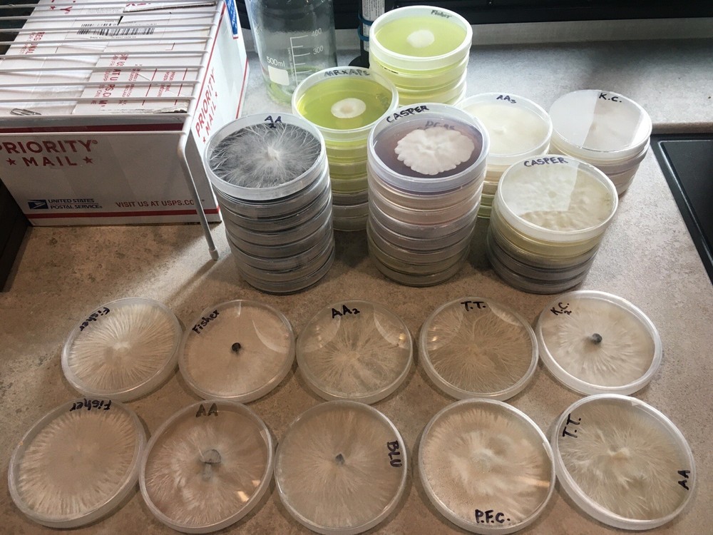 Gourmet Mushroom! Agar Culture’s!