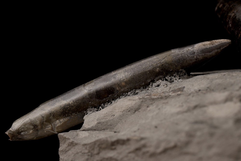 Ridiculously Aesthetic Belemnites In Matrix