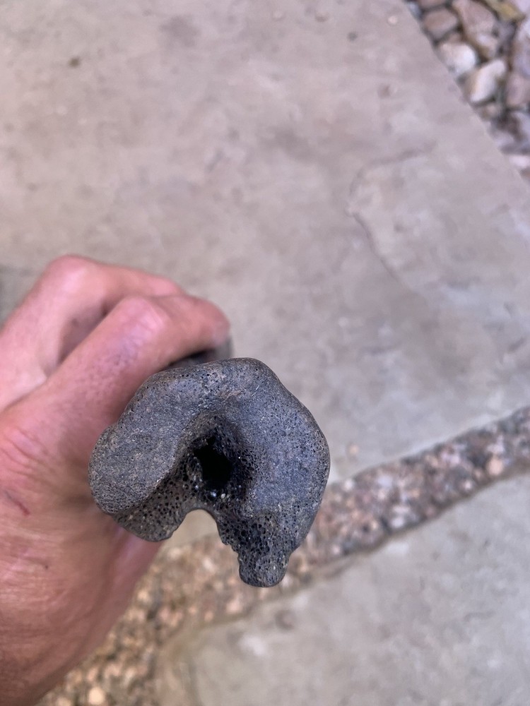 Fossilized, Bison, Bones