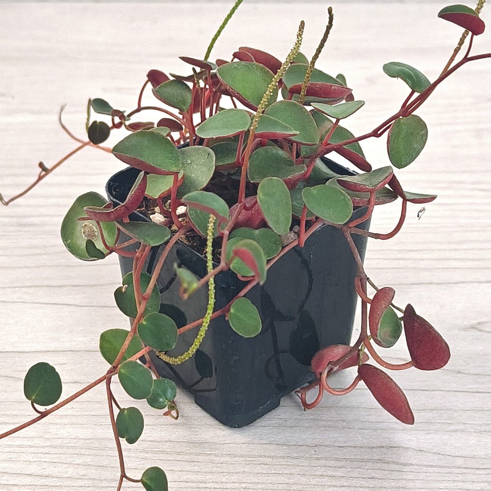Succulent Pot Plant - Peperomia Ruby Cascade - In 2" Pot
