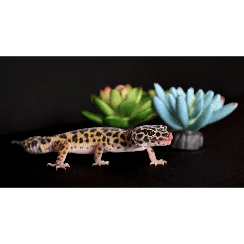 Artificial Succulent Plants 3 Pack Weighted Base Aquarium Decor Indoor Use