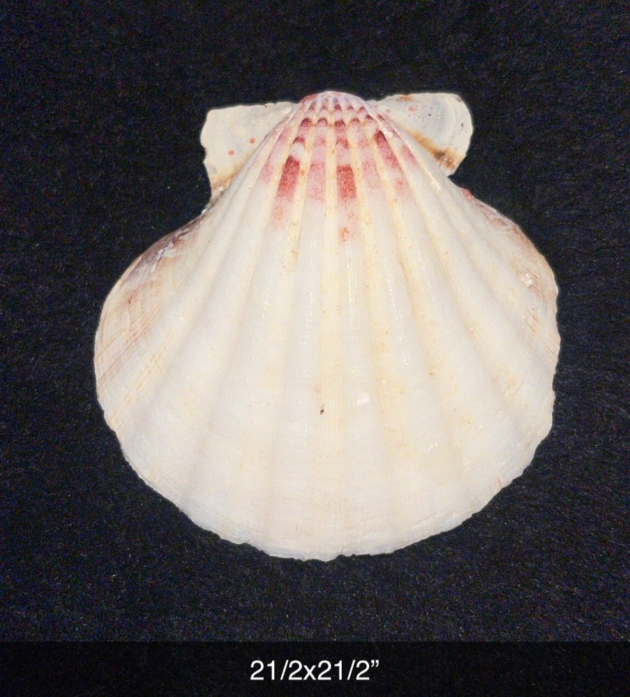 SheShell ooak oddity seashell vagina handcrafted