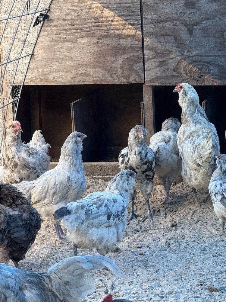 5 + PUREBRED AMERAUCANA BBS Hatching Eggs. FALL CHICKS = SPRING EGGS