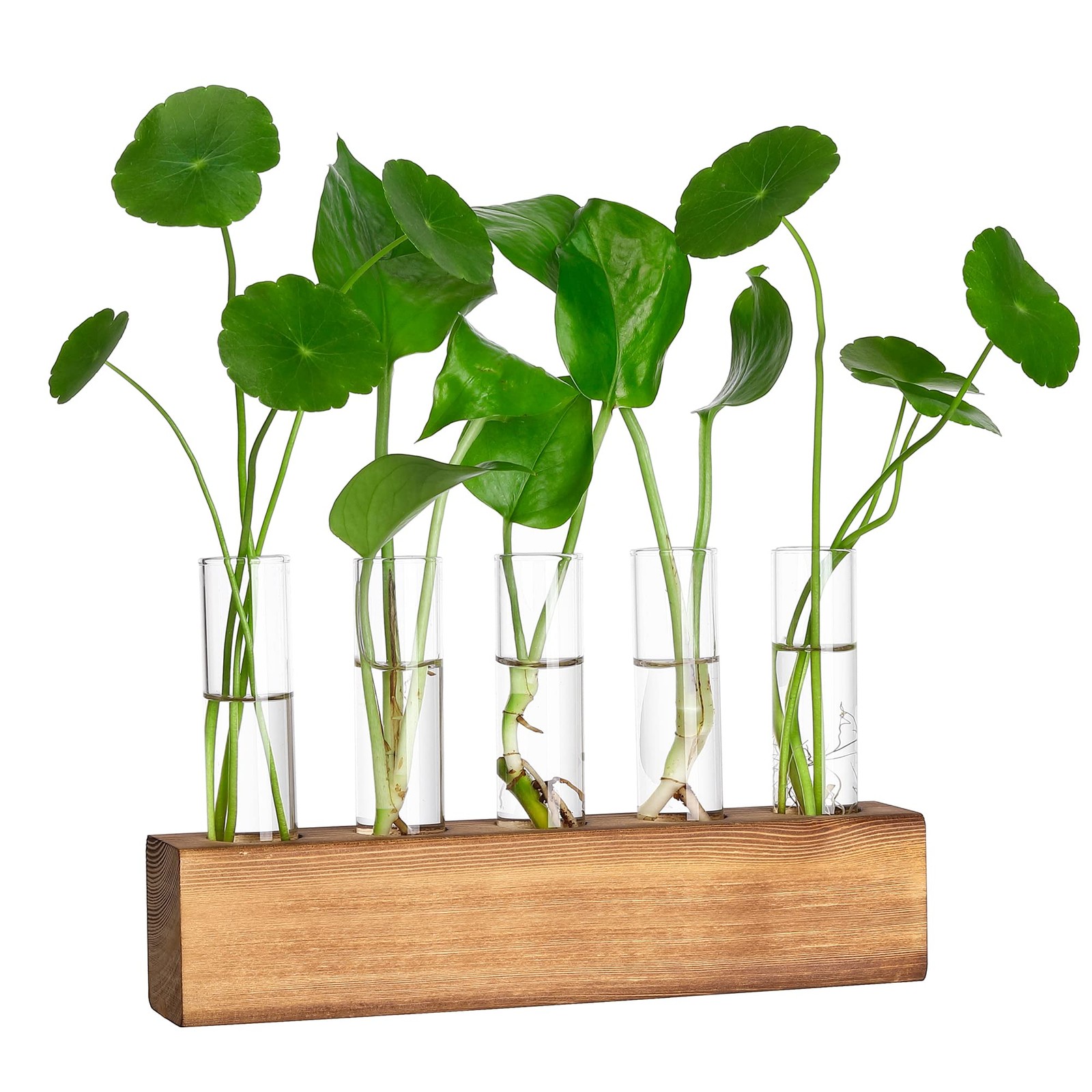 Plant Propagation Station with Wooden Stand with 5 Glass Test Tubes Vases