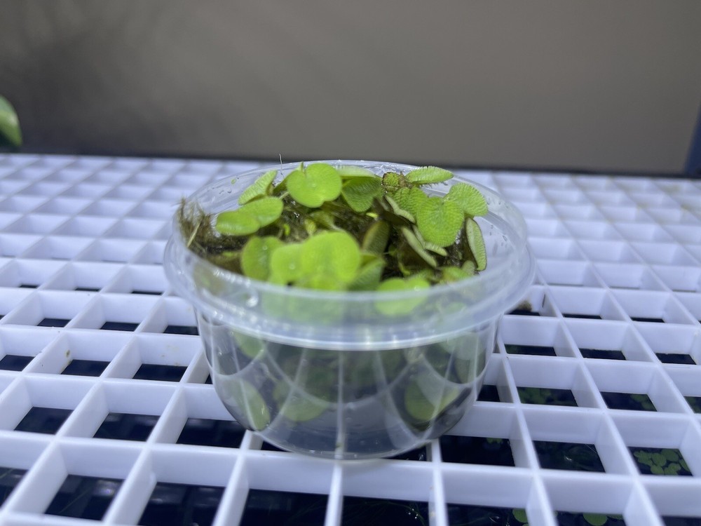 Salvinia -Aquatic Plant