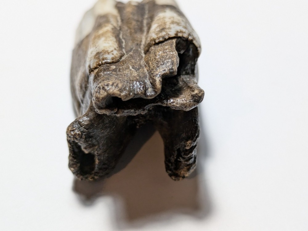 Cow Tooth