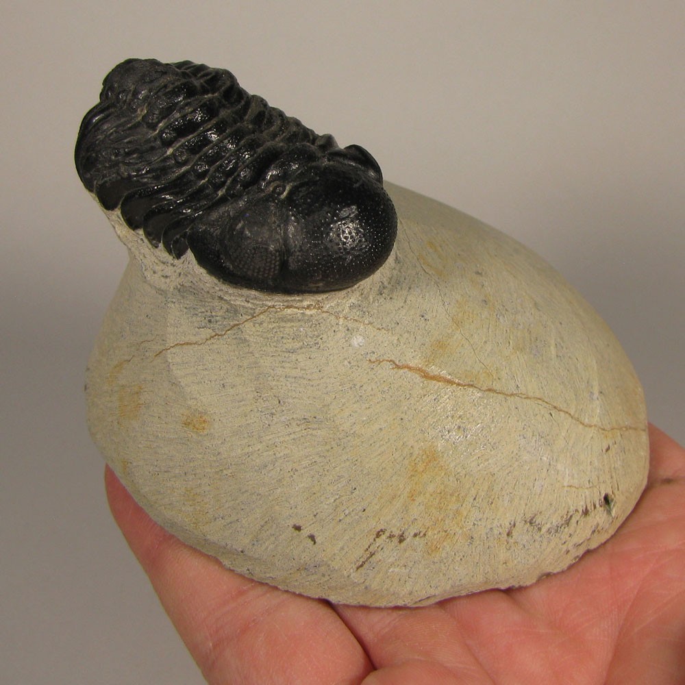 1.9" Phacops TRILOBITE Fossil on Matrix - Devonian Age - Morocco