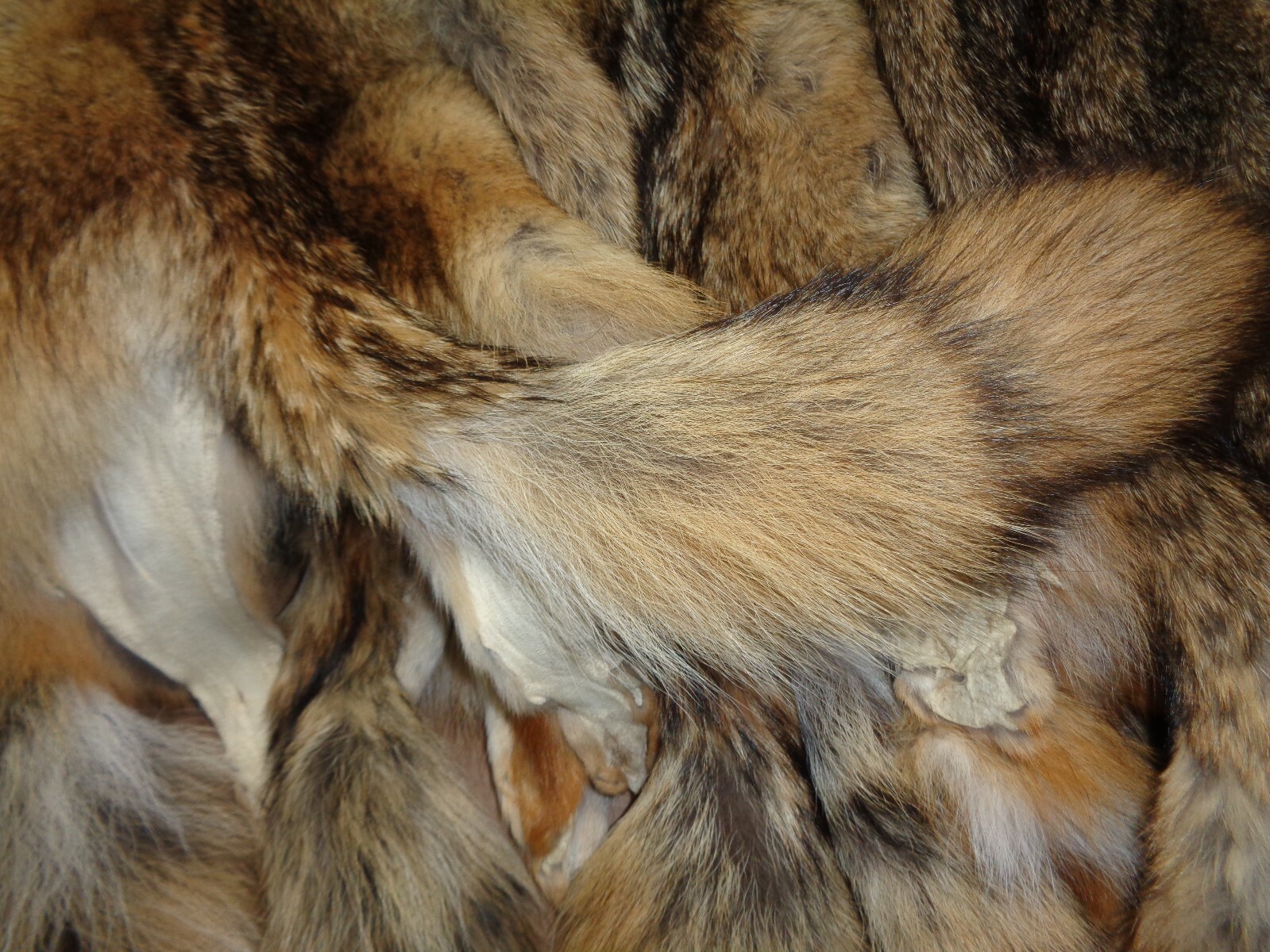 Tanned Eastern XXL Semi-Hvy Coyote Hide #1 Full Tail Grade/Furs/Taxidermy/Crafts