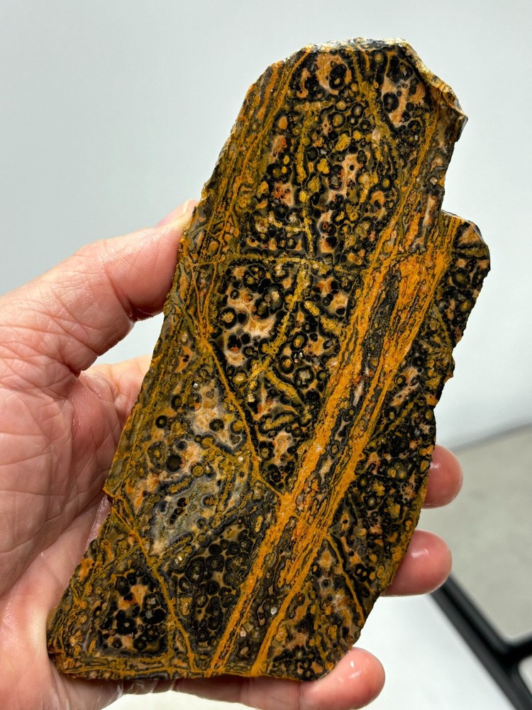 Orbicular Leopard Skin Jasper Slab Lapidary Cabbing Combo Ship Avail