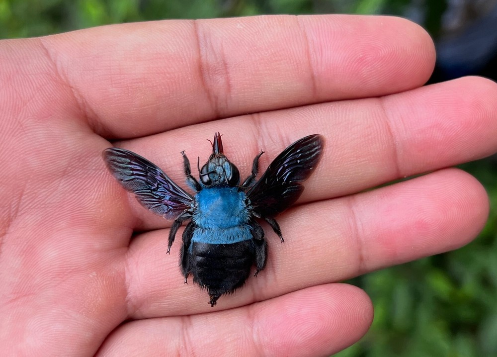 Preserved Blue Carpenter Bee Framed Insect Curiosities And Oddities Decor