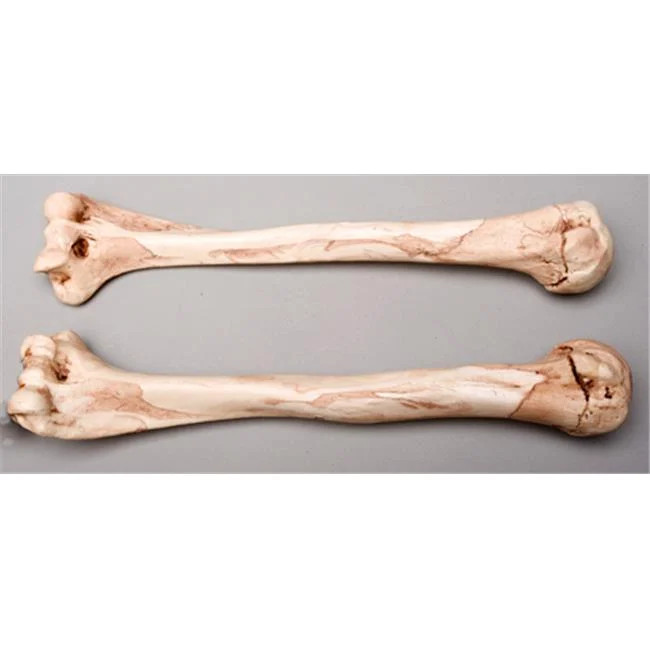 Skeletons and More SM374DLA Aged Left Humerus Bone