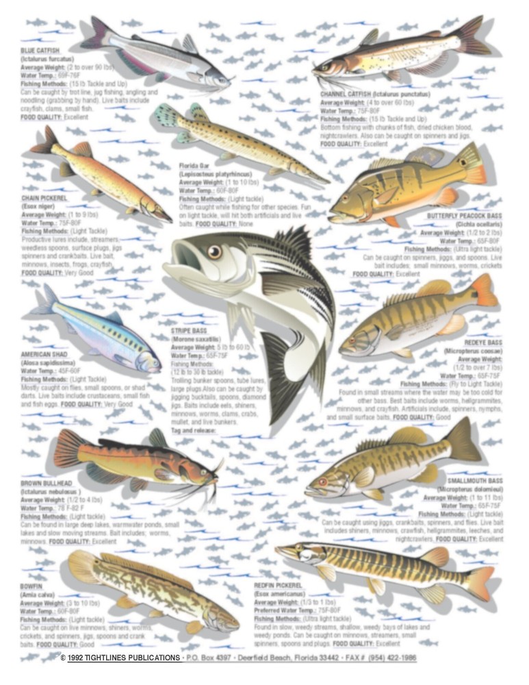 Freshwater Fish Identification #3 -- Waterproof Quick Reference Guide