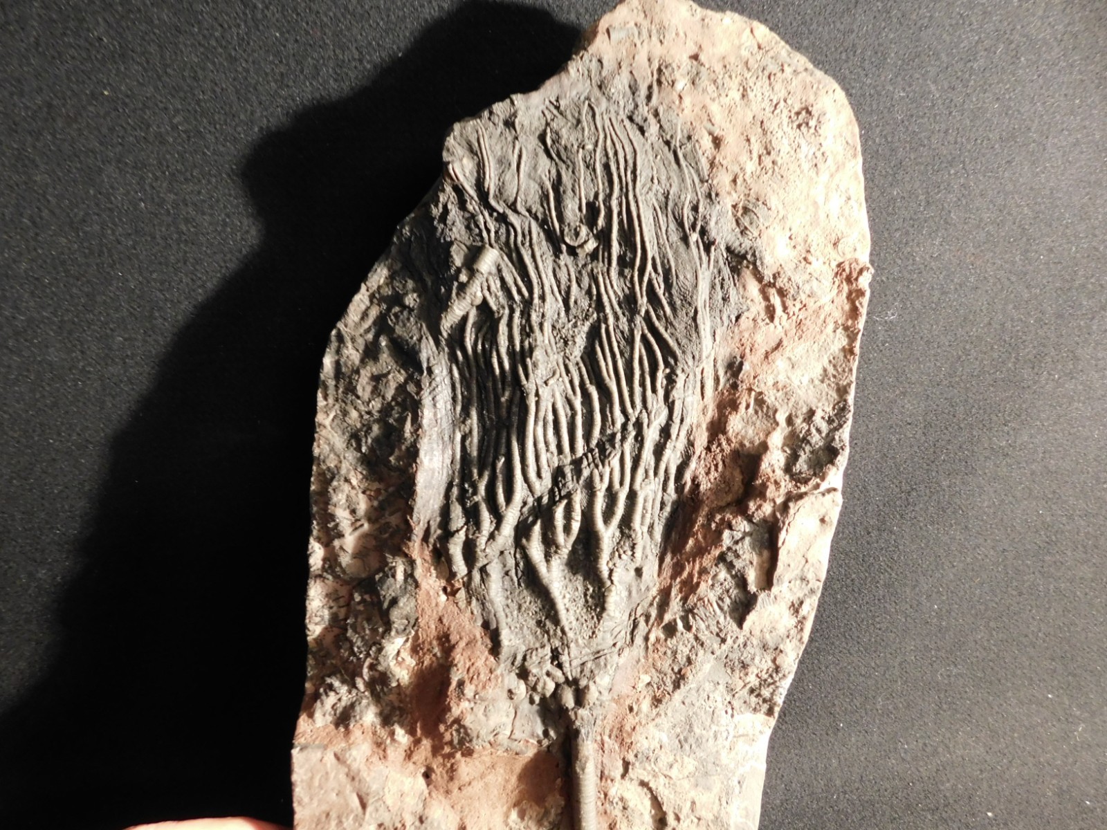 wOw BIG!! 430 Million Year Old! CRINOID Fossil or Sea LILY Fossil Morocco 1801gr