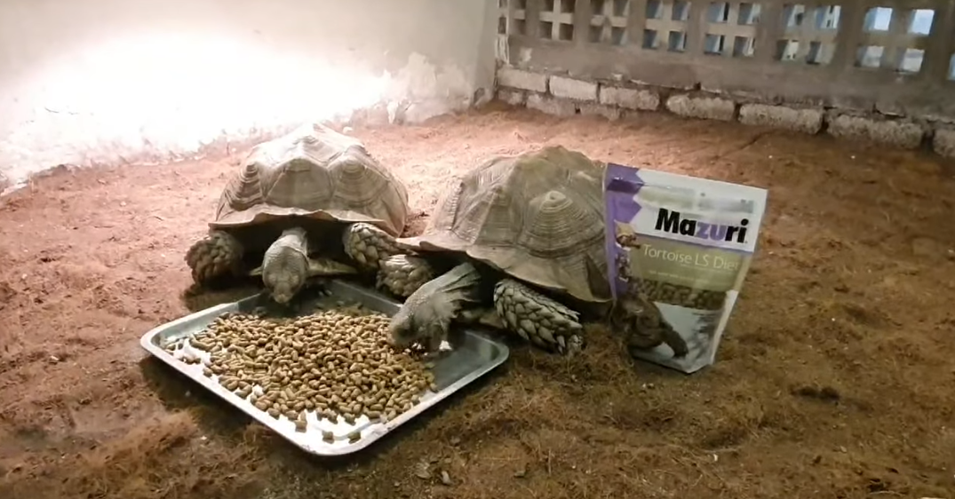 Mazuri Tortoise Diet LS (4oz - 4 lbs). Sealed from Bulk-Aldabra,Sulcate,and more