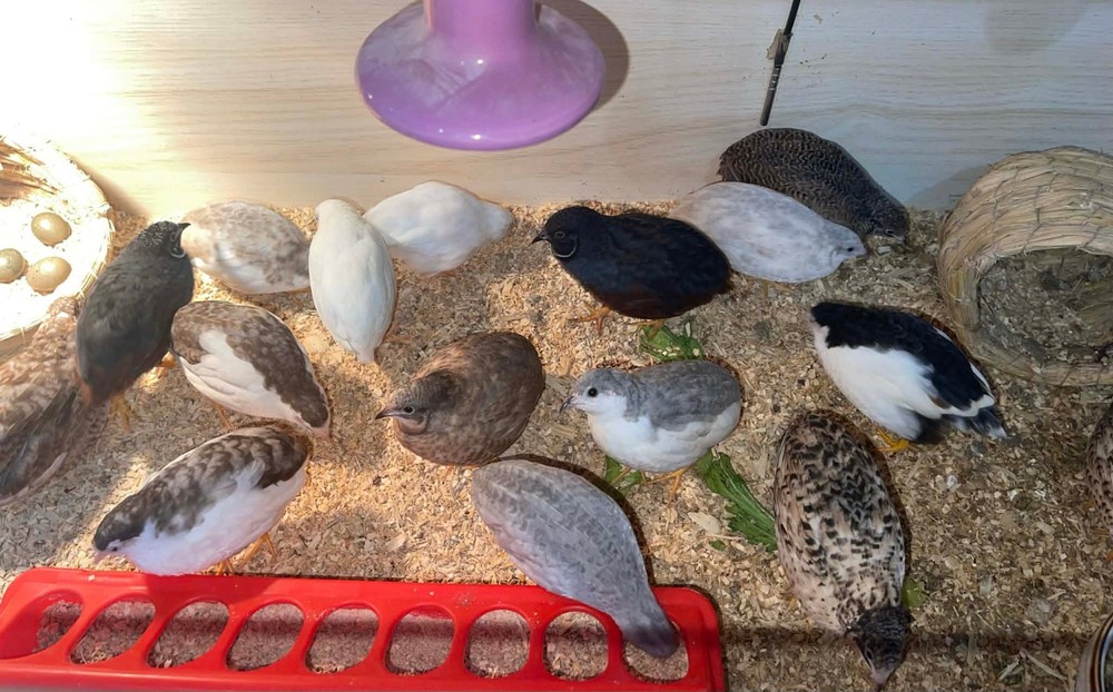 6+ Extra Button Chick (Button Quail) Hatching Eggs – Fresh & Hand Selected