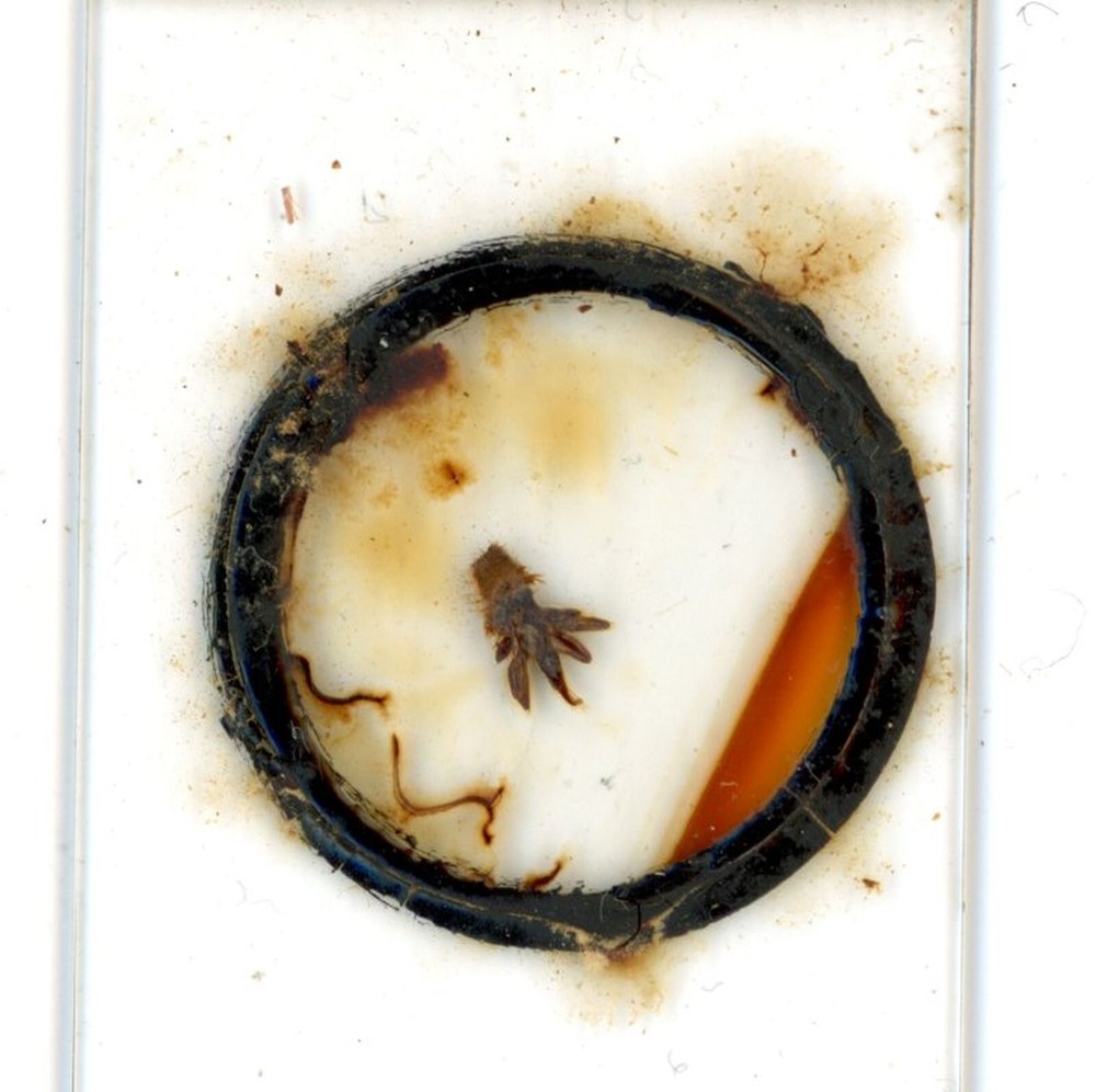 Antique glass Microscope slide unknown sample cant read label #65