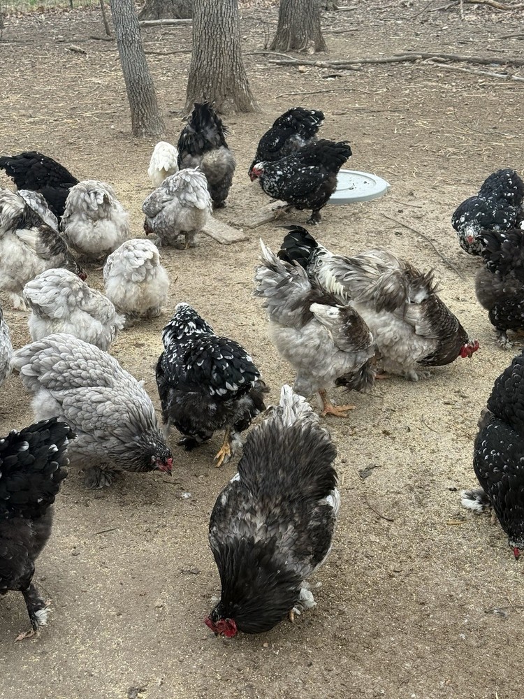 brahma hatching eggs chicken