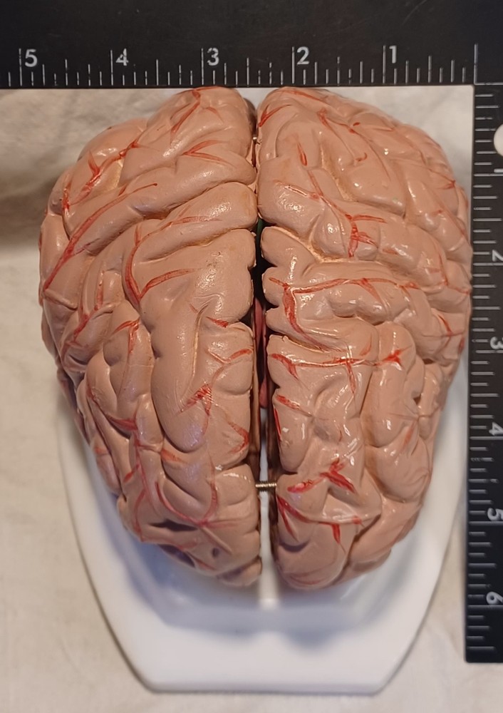 Human Brain Anatomically Sized Model Teaching Study Display Medical Science -Z