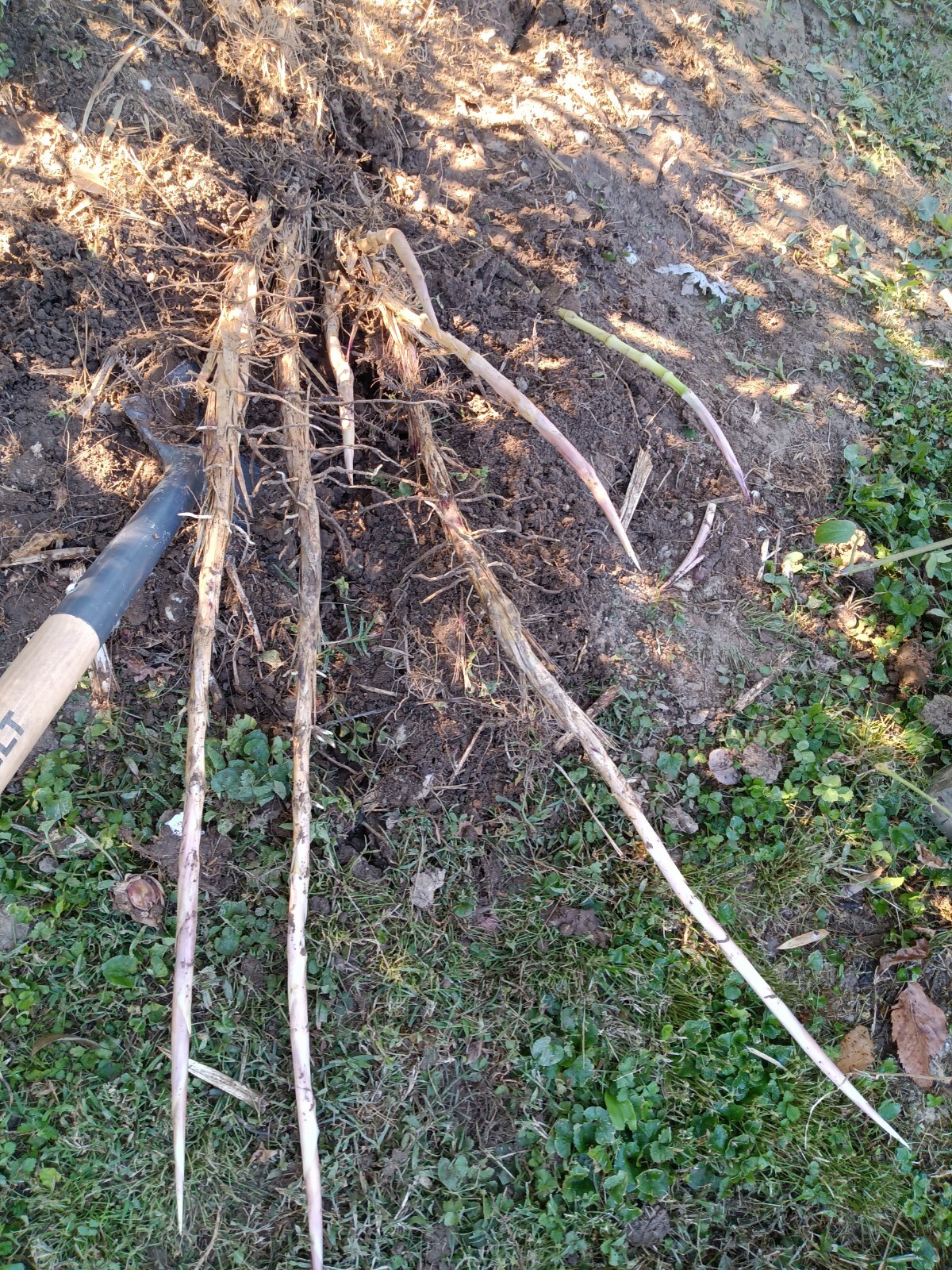 Fall Special MOSO Live Bamboo Root 6pc per order, 5 inches or longer each.