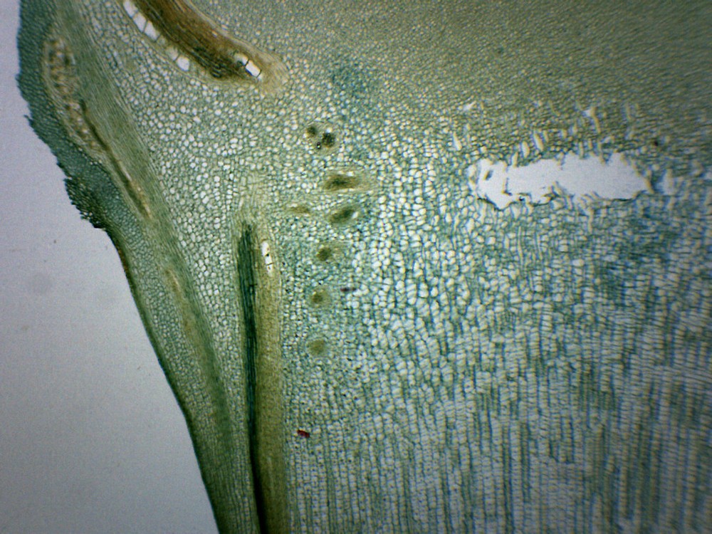 Pine Meristematic Stem  - CS - Prepared Slide - 75x25mm - Eisco Labs