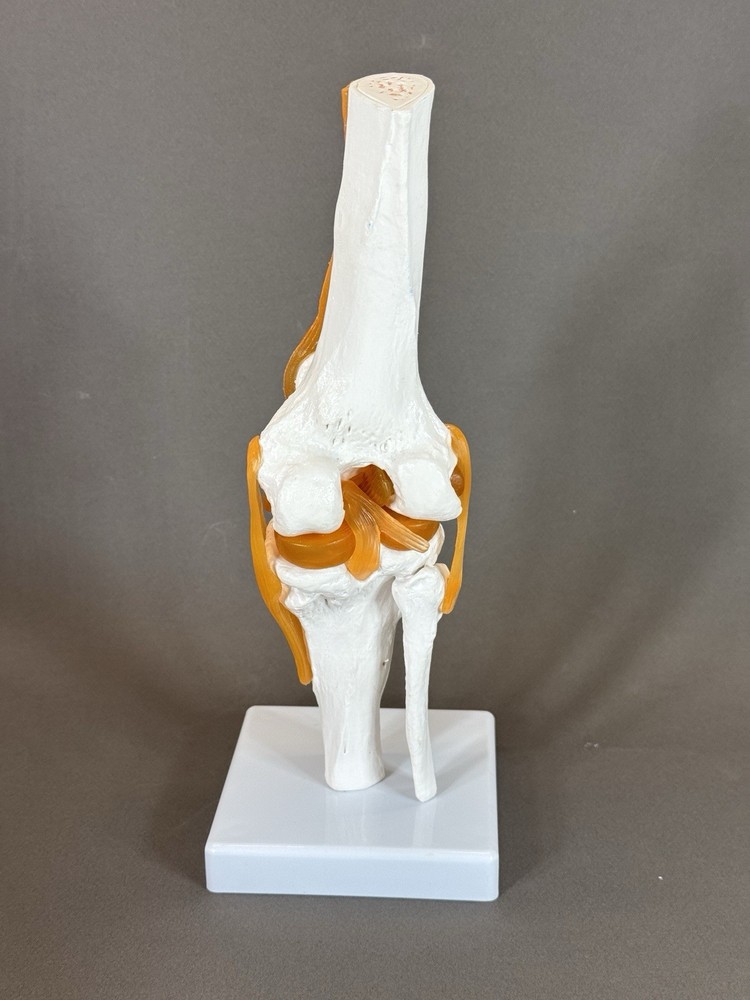 Human Knee Joint Model with Flexible Ligaments, Anatomically Correct