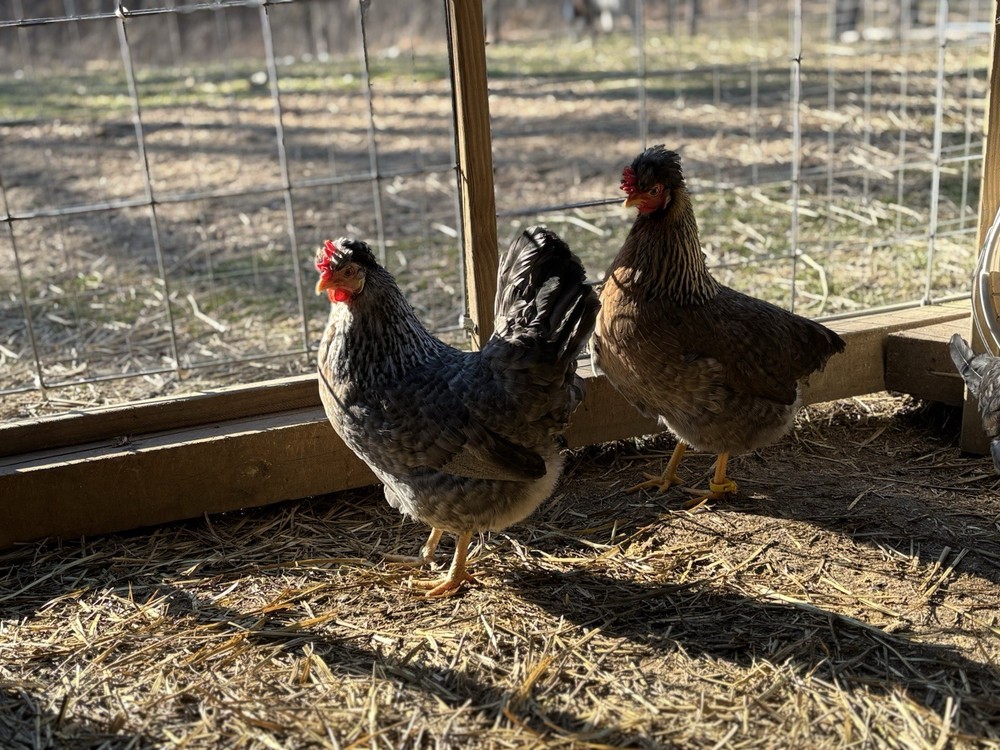 Cream Legbar Hatching Eggs (12 Eggs)