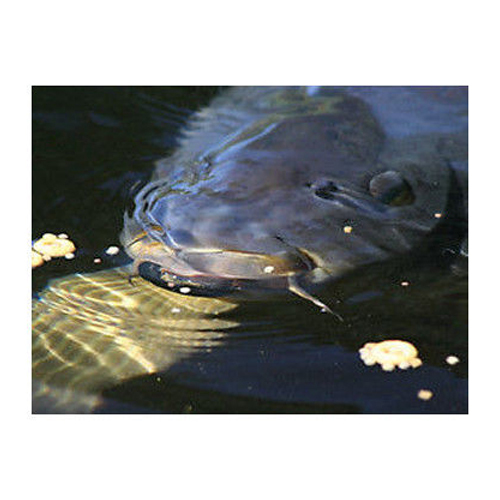 Korda Carp Surface System - Interceptor Controllers, Mono & Mixa Hooks