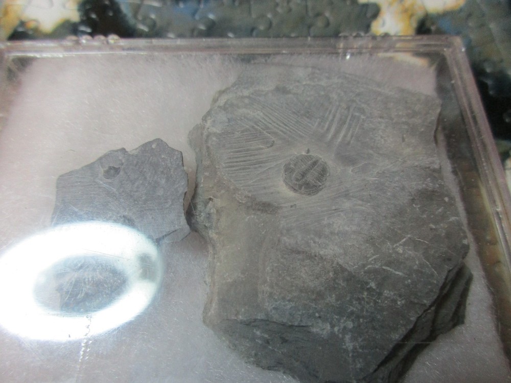 Trilobite Fossils  L6