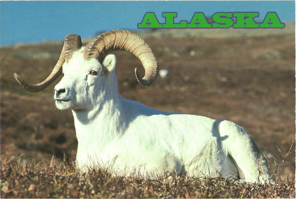 Alaska Alaska Dall Sheep A Wild Sheep Postcard