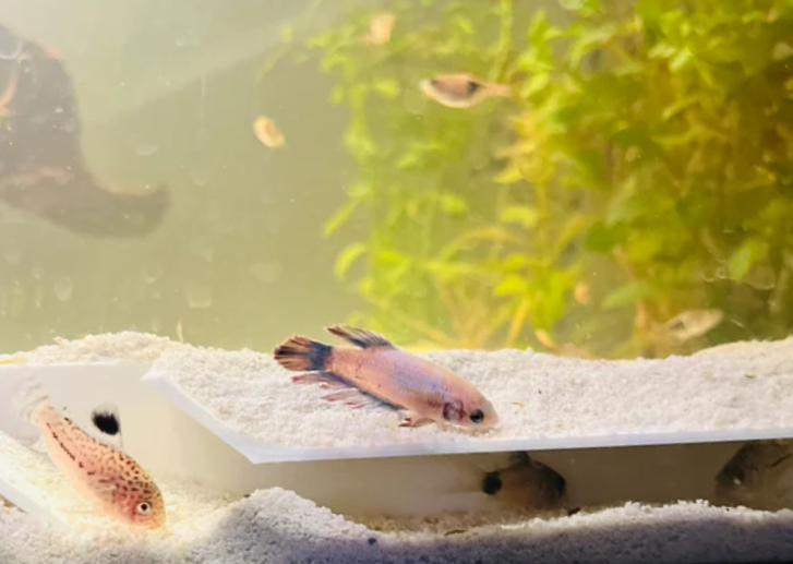 Fiskeeping3d™ Underground Aquarium Tunnel Fish Hide for Shrimp and Fish