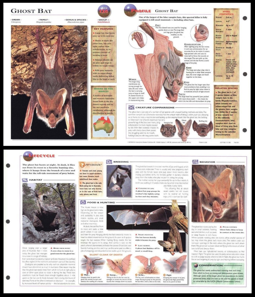 Fold-Out Sheet - Ghost Bat - 126