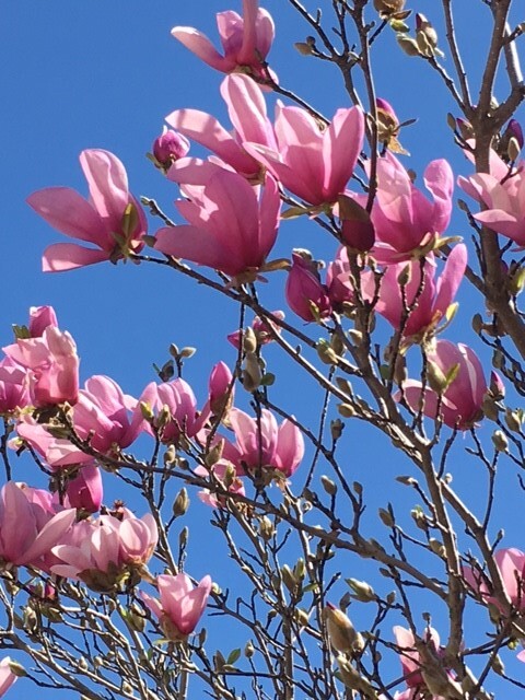 Saucer Magnolia Tree 4" pot
