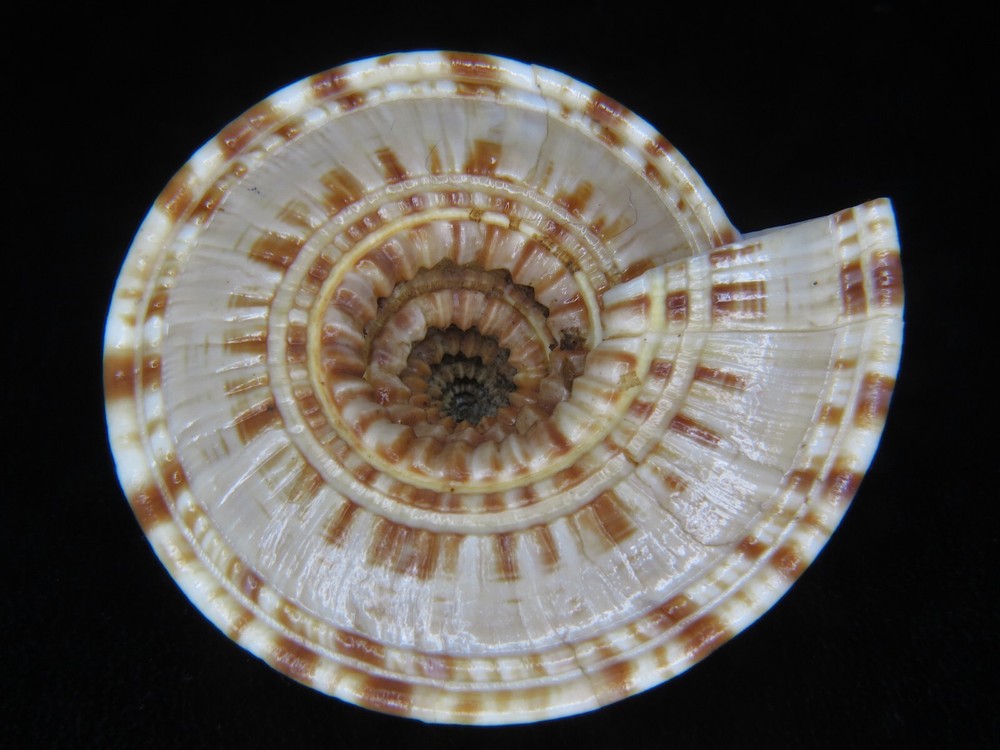 ARCHITECTONICA TROCHLEARIS SP: HUGE SIZE & UNUSUAL LOOKING @ 50.98MM!