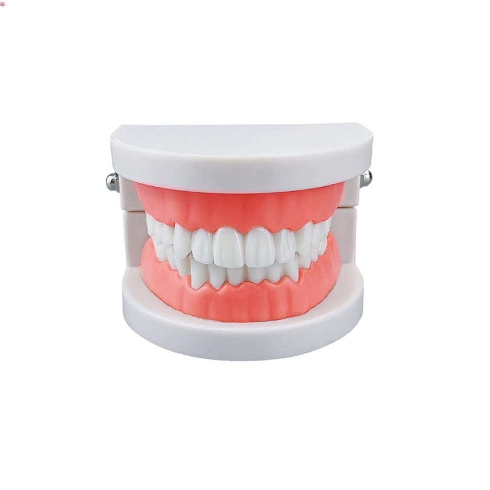 Standard Teeth Model, Kids Dental Teeth Teaching Brushing Model Teeth Study S...