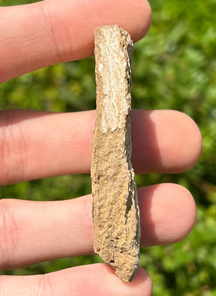 NICE Fossil Crinoid in Matrix Aphelecrinus Alabama Bangor Limestone Formation