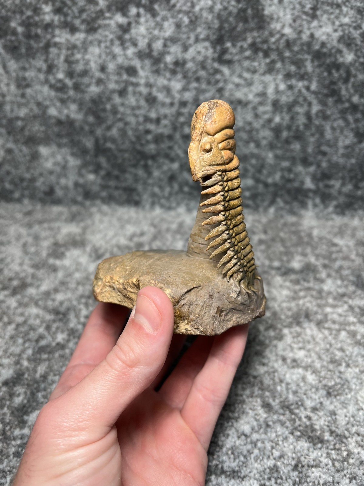 Trilobite Crotalocephalina (Crotalocephalus) Fossil - Ofaten, Morocco