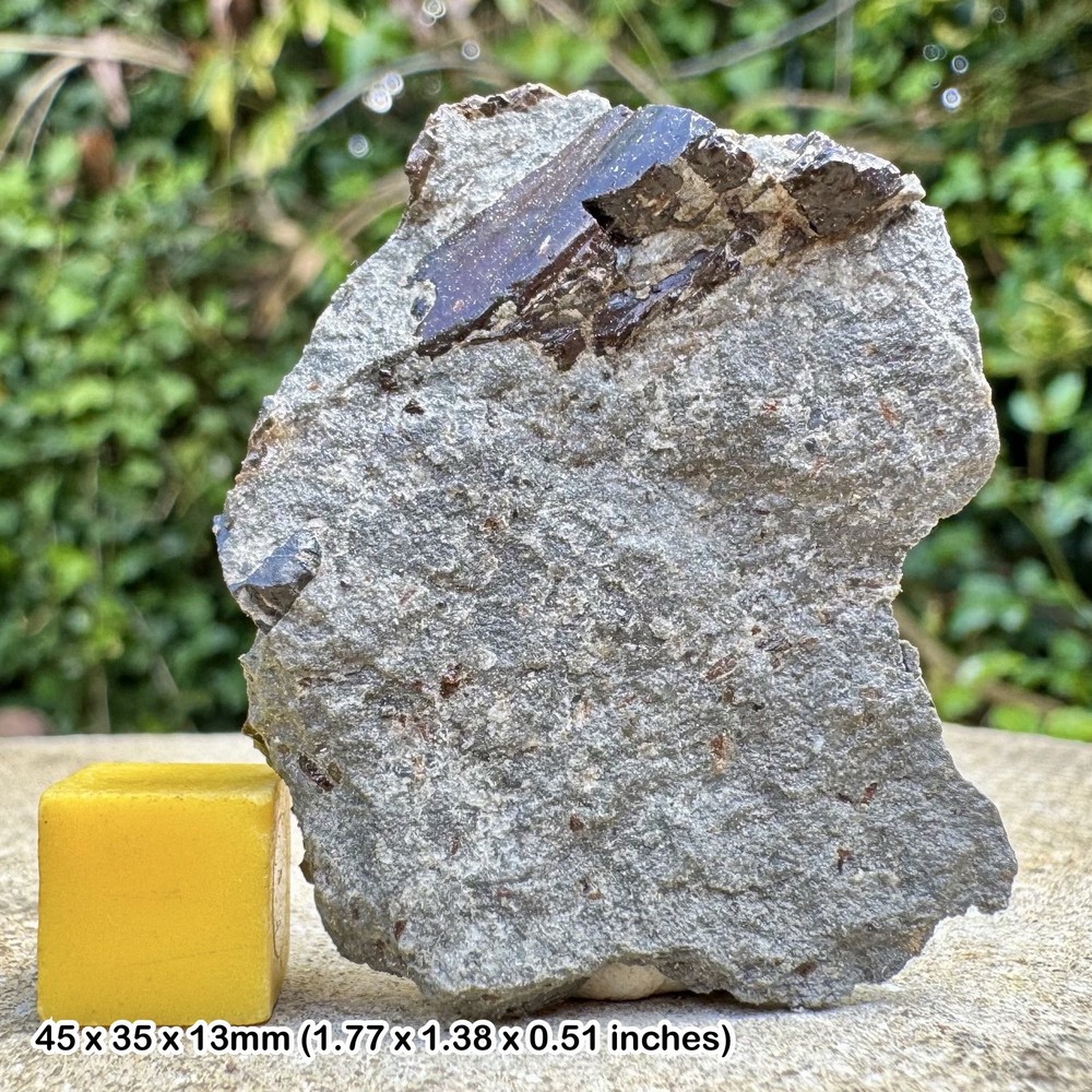 Fossil Fish Bone in Block Upper Triassic Westbury Formation Aust Cliff Bristol