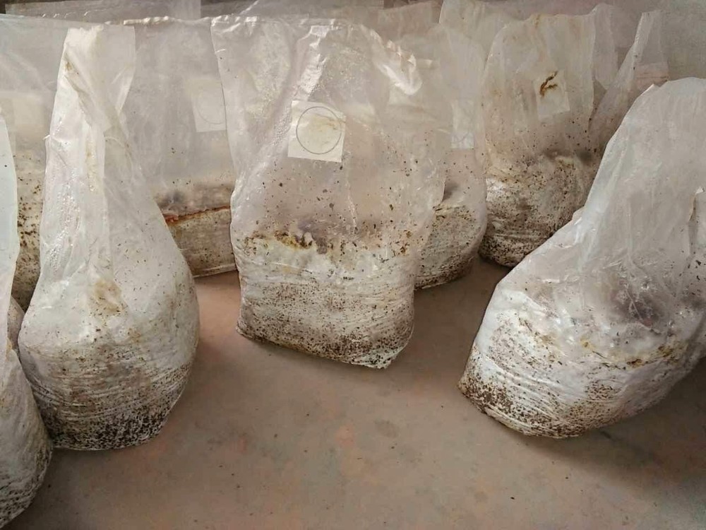Lightweight and Versatile Mushroom Growing Bags with Filter Patch - 50 Pack