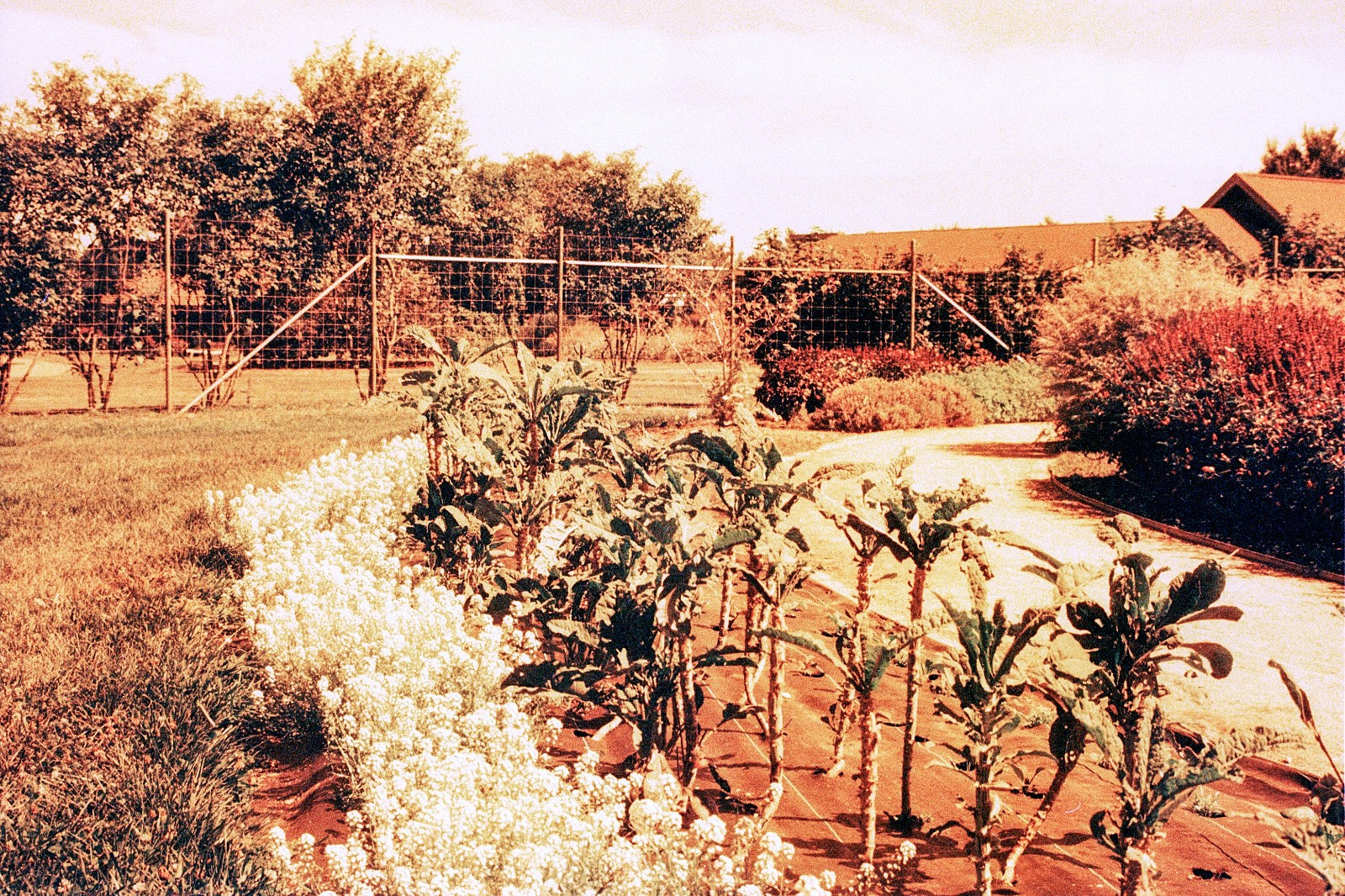 THE MARS PROJECT - BRAND NEW 35mm Color Negative Film 80 ISO - Experimental Fun