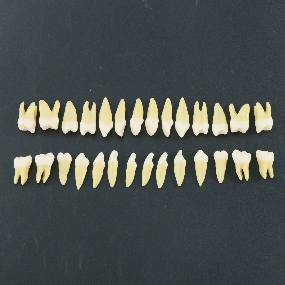 Dental 1:1 Permanent Teeth Demonstration Teach Study Model with 28Pcs Teeth