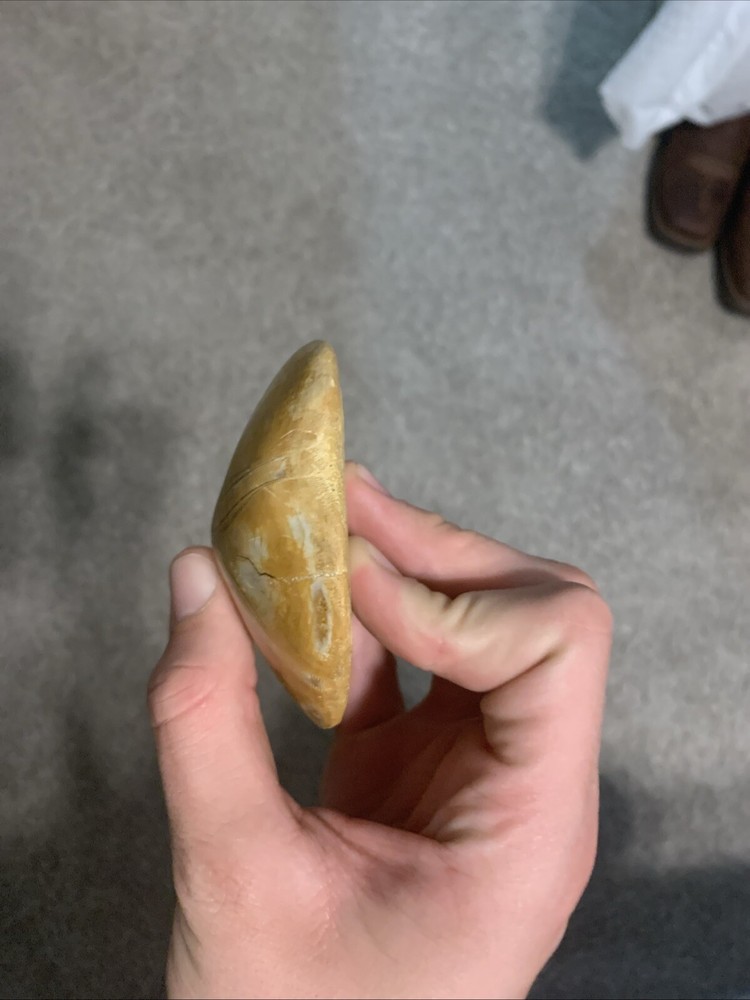 Sand Dollar Fossil- Great Condition
