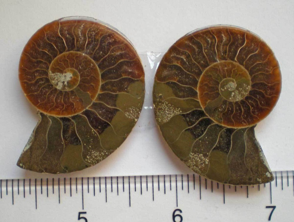 Opalized Ammonite Specimen from Madagascar r976b