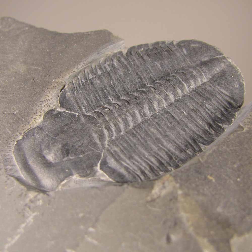 Elrathia Kingi TRILOBITE Fossil in Slate Matrix Rock - Cambrian Period - Utah