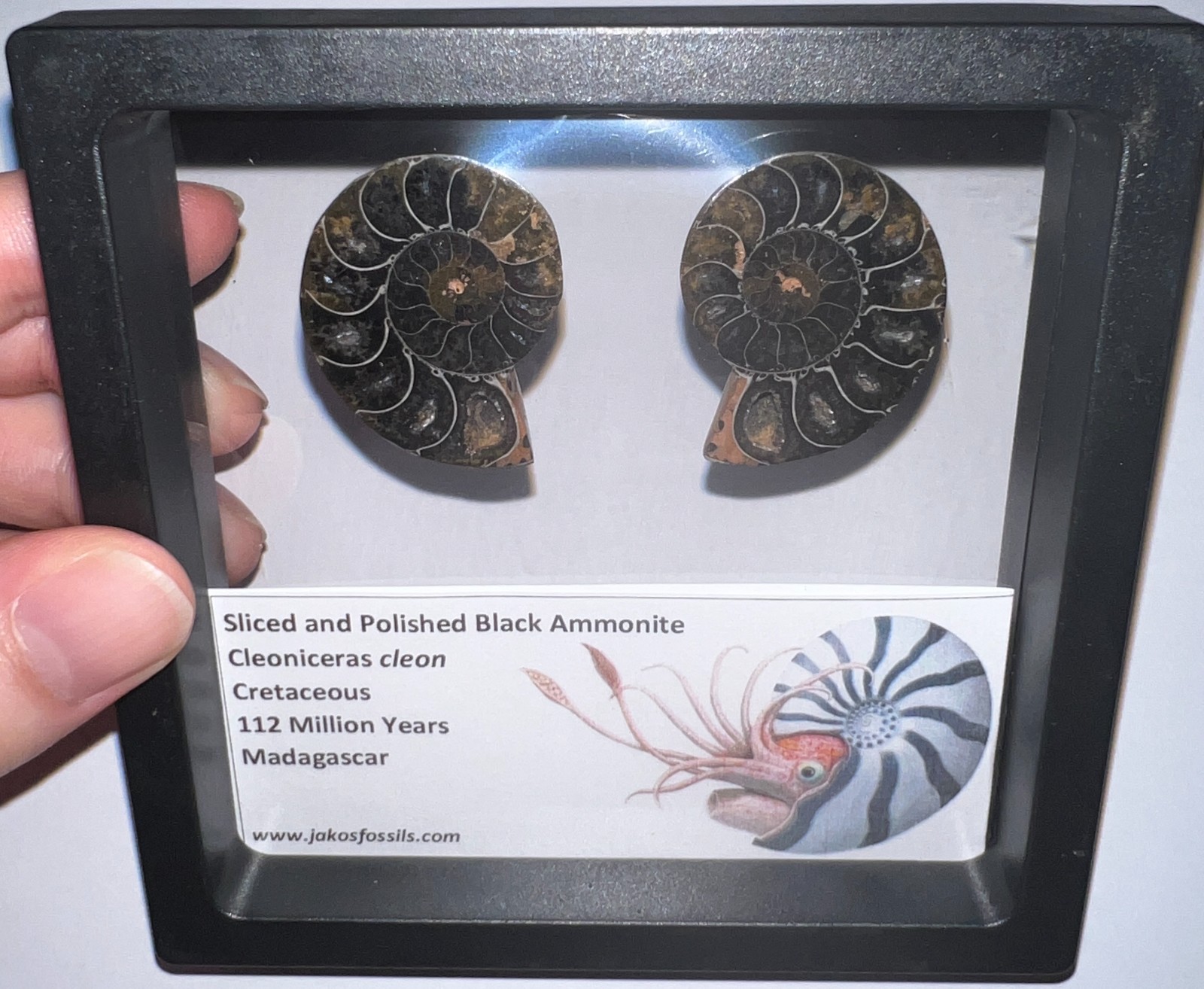 SUPER RARE Sliced Framed BLACK AMMONITE Lot Dinosaur Era Fossil One Per Order