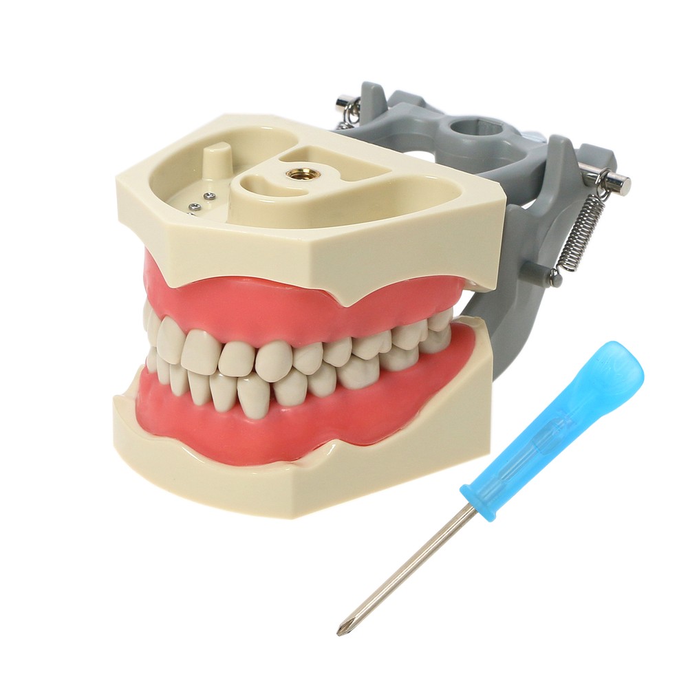 32pcs Columbia Dentoform Dental Typodont Model Removable Teeth Soft Gingiva Pole